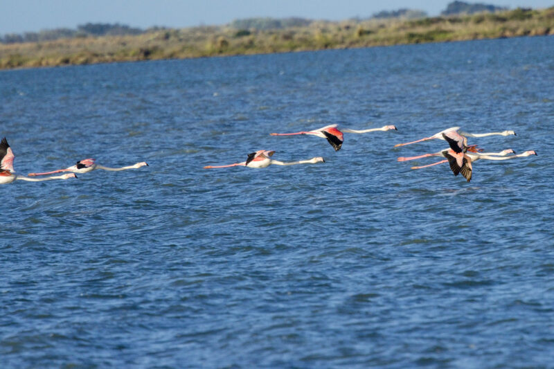 Flamants roses en formation